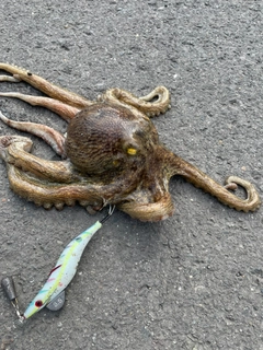マダコの釣果