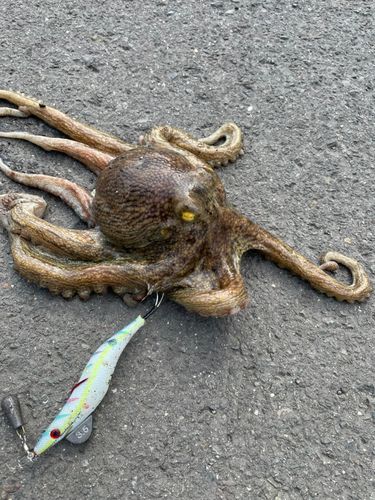 マダコの釣果