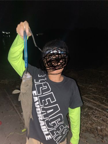 セイゴ（ヒラスズキ）の釣果