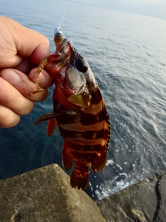 アカハタの釣果