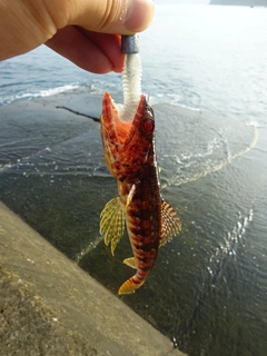 アカエソの釣果