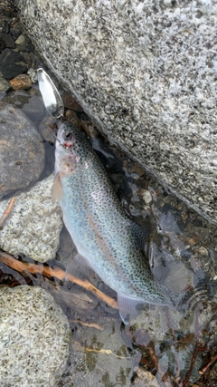 ニジマスの釣果