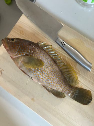 キジハタの釣果