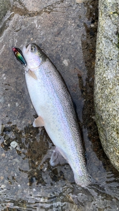ニジマスの釣果