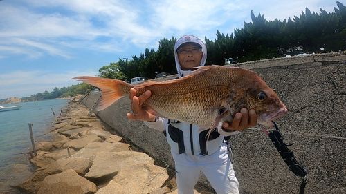 マダイの釣果