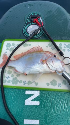 レンコダイの釣果