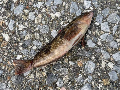 アイナメの釣果