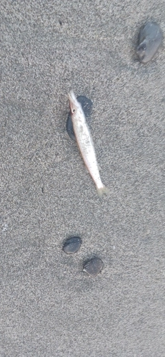 カマスの釣果