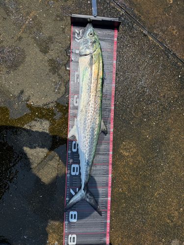 サワラの釣果