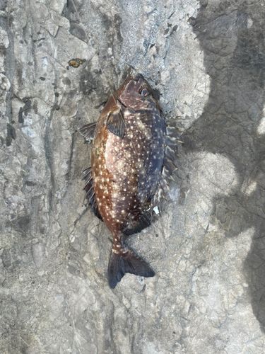 アイゴの釣果