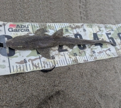 ホシザメの釣果