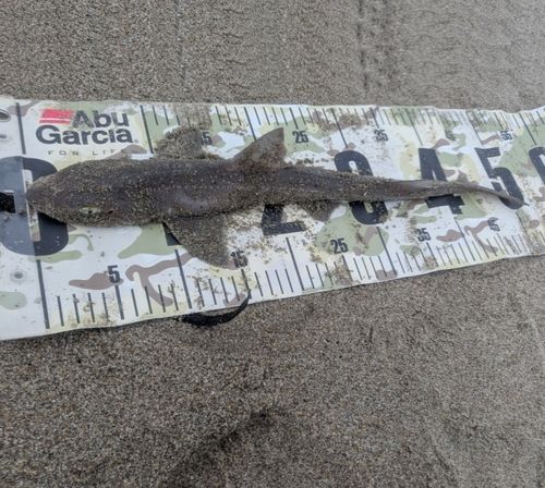 ホシザメの釣果