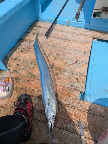 タチウオの釣果