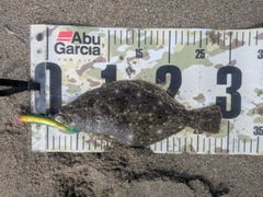 ソゲの釣果