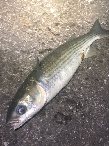ボラの釣果