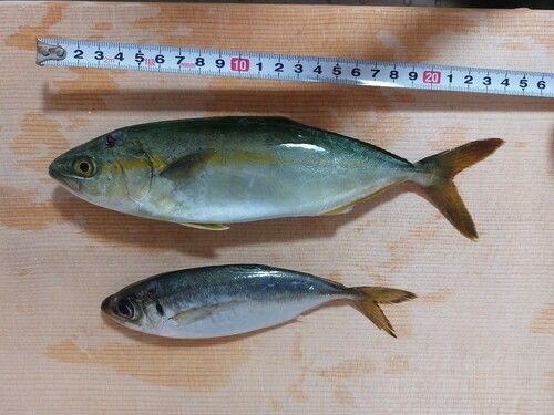ツバスの釣果