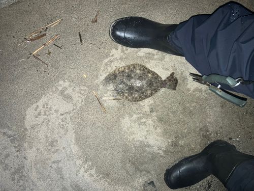 ソゲの釣果