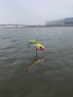 ハゼの釣果