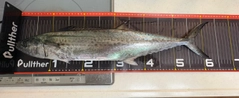 サワラの釣果