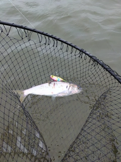 コノシロの釣果