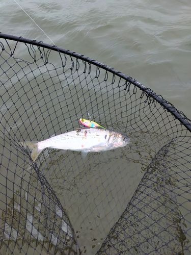 コノシロの釣果