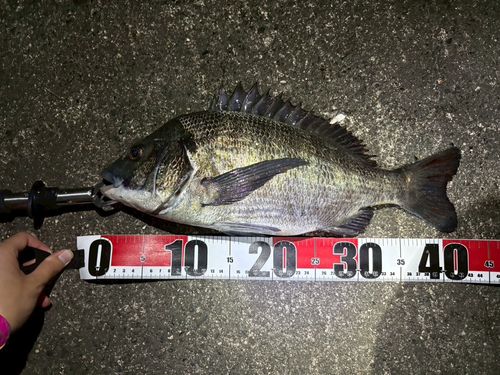 チヌの釣果