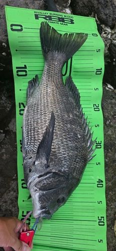 チヌの釣果
