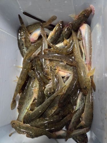 ハゼの釣果