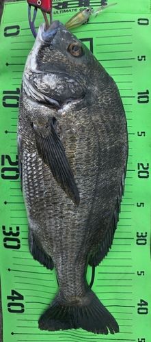 チヌの釣果