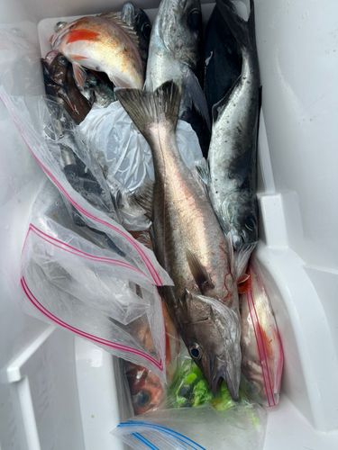 アラの釣果