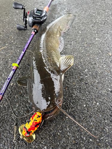ナマズの釣果