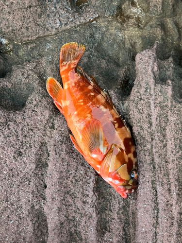 アカハタの釣果