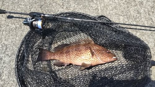 オオモンハタの釣果