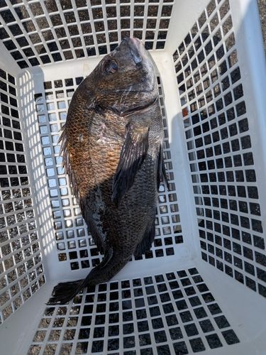 チヌの釣果