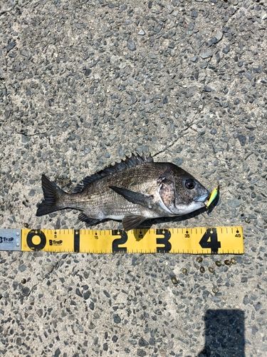 チヌの釣果