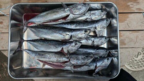 ソウダガツオの釣果