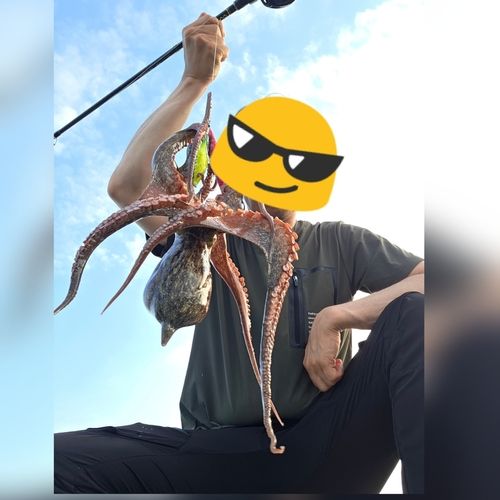 マダコの釣果