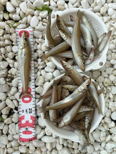 キスの釣果