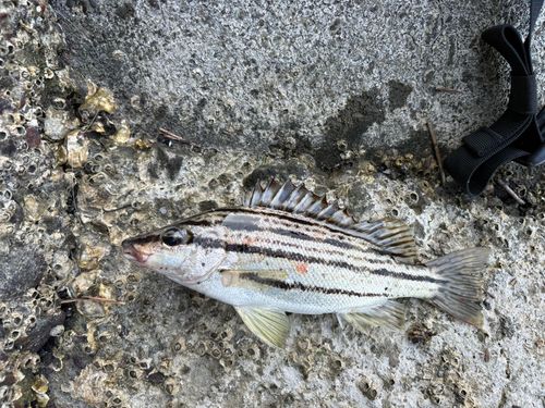 シマイサキの釣果