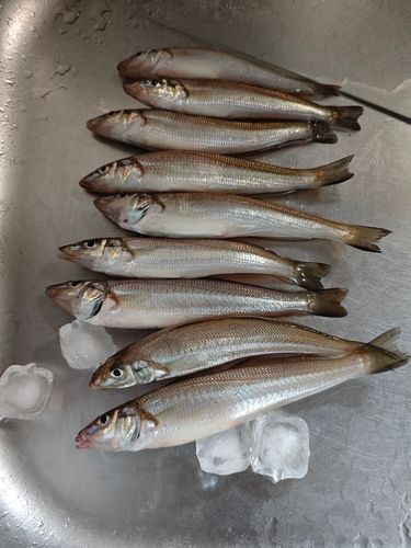 キスの釣果