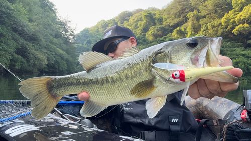 芹川で釣れたブラックバスの釣り・釣果情報 - アングラーズ | 釣果600