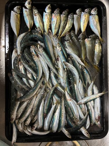 アジの釣果