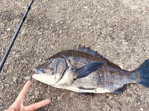 チヌの釣果