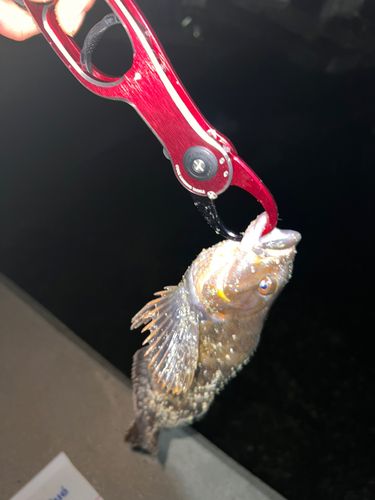アイナメの釣果