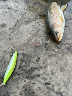 アメマスの釣果