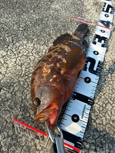 アコウの釣果