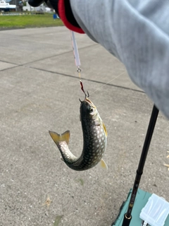 アメマスの釣果
