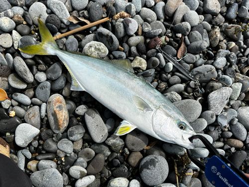 ワカシの釣果
