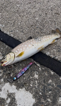 アメマスの釣果