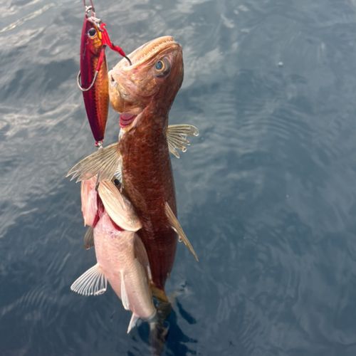 エソの釣果
